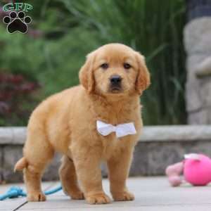 Mateo, Golden Retriever Puppy